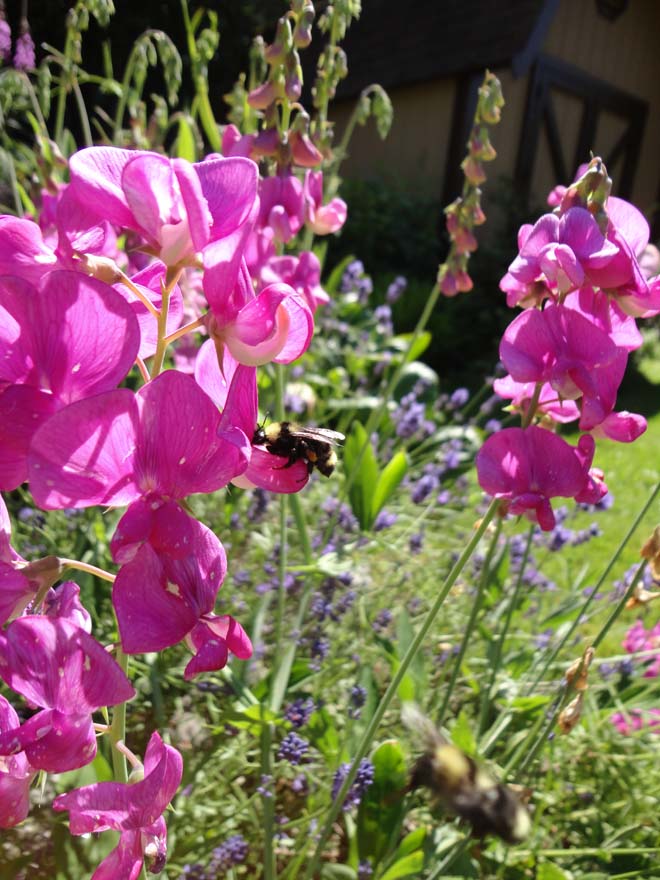 California bumble bees (Bombus californicus) on blossoming perennial pea (Lathyrus latifolius). Photo: Megan O'Donald