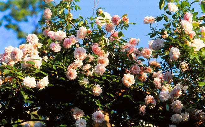 California rose pioneer Franz. B. Hosp introduced 'Climbing Cecile Brunner' in 1894. Photo: Bill Grant