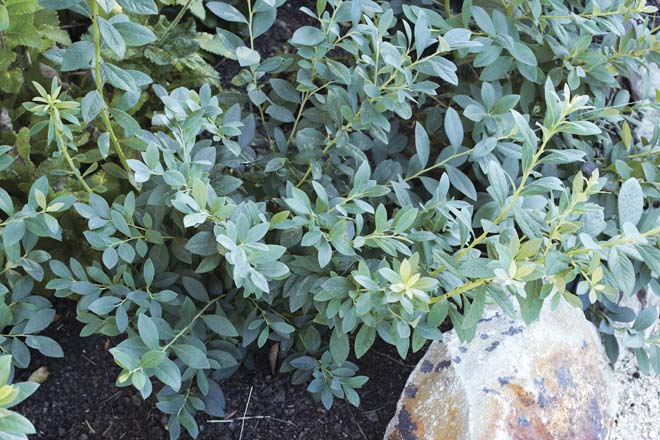 ‘Sunshine Blue’ blueberry makes for an excellent edible hedge. Evergreen in warmer climates, this blueberry variety is also known for its compact size and uniform growth habit. Photo: Jill Rizzo