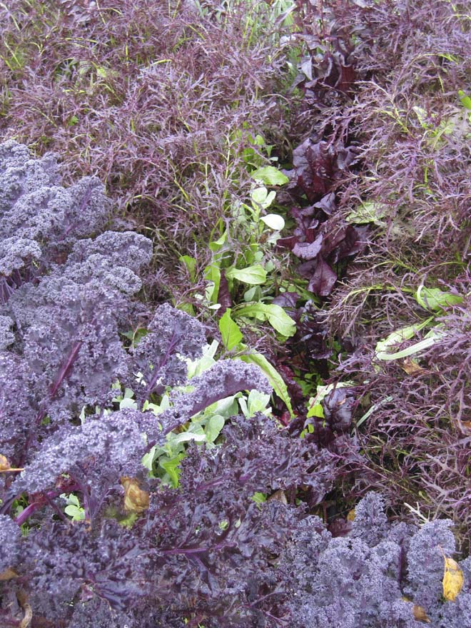 The viniferous hues of ‘Redbor’ kale, ‘Ruby Frills’ mustard, and ‘Bull’s Blood’ beet.   Photo: Kate Frey