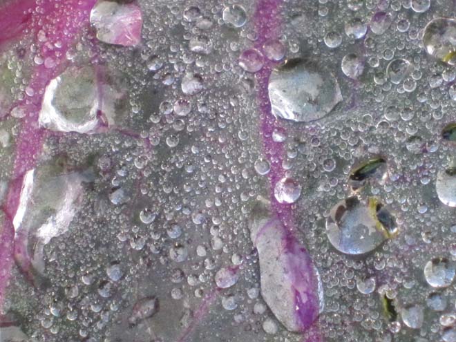 Morning dew glistens on a purple cabbage leaf. Photo: Kate Frey