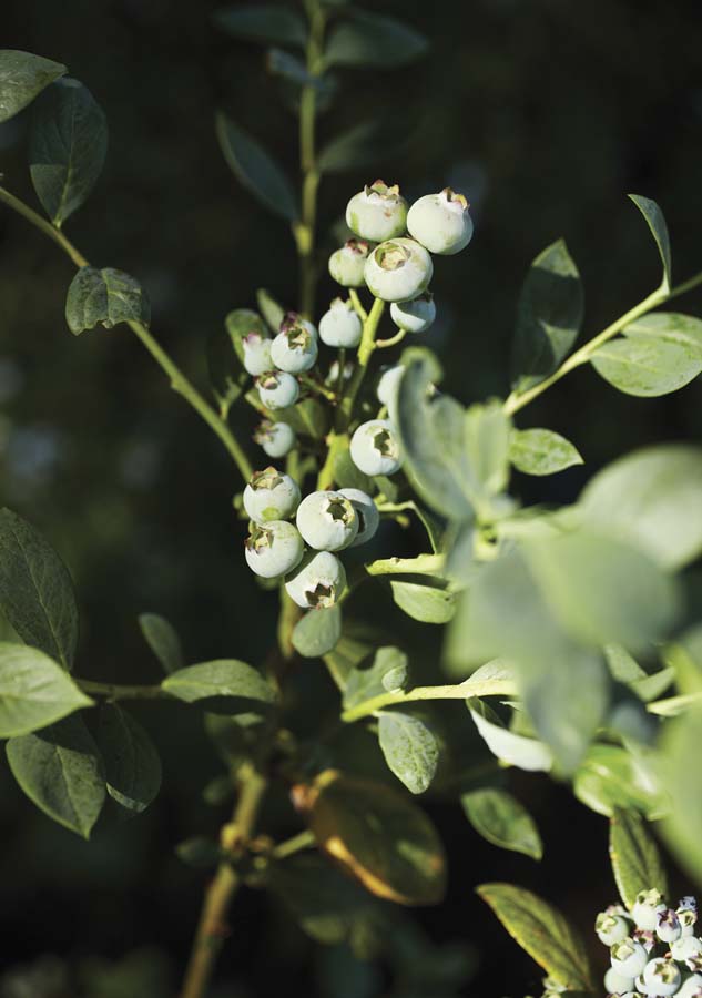 Not-yet-ripe blueberry fruit. Photo: Jill Rizzo