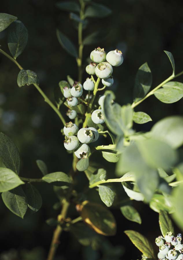 Not-yet-ripe blueberry fruit.  Photo: Jill Rizzo