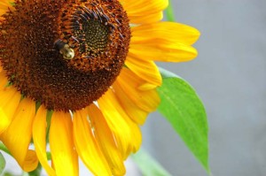 Planting for pollinator support is critical to the mission of the Brooklyn Grange. Photo: Dan Corum