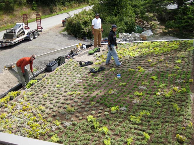 Installing 8,000 contract-grown sedums on the roof of the North Bay project. Photo: Warwick Hubber