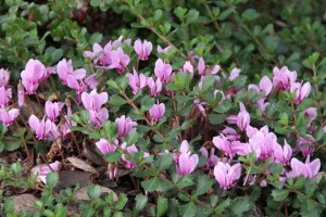 Cyclamen hederifolium blooming amidst evergreen woody groundcovers. Photo: Sean Hogan