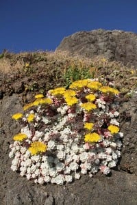 Sedum spathulifoium var. pruinosum, Pistol River, Oregon. Photo: Sean Hogan