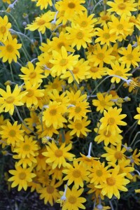 Eriophyllum lanatum ‘Tekilma Gold’. Photo: Sean Hogan 