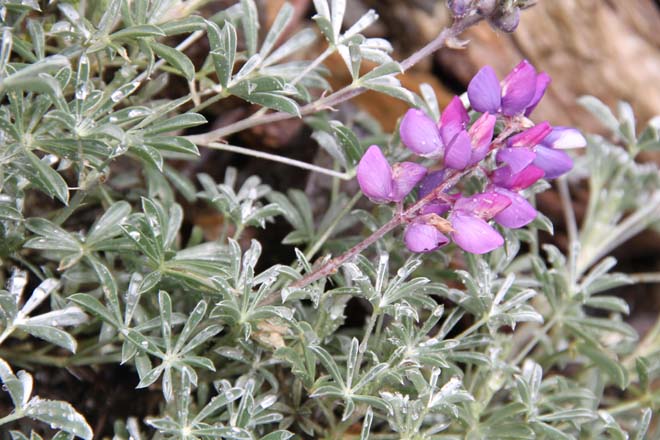 Beautiful Silver Lupine (Lupinus albifrons) is a drought-adapted Western native and a legume that helps feed neighboring plants. Photo: Sean Hogan