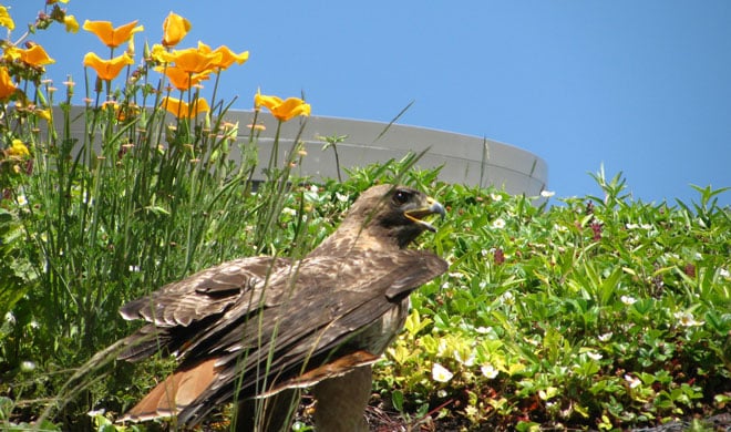 A Red-tailed Hawk visits the CAS roof. Photo: Alan Good