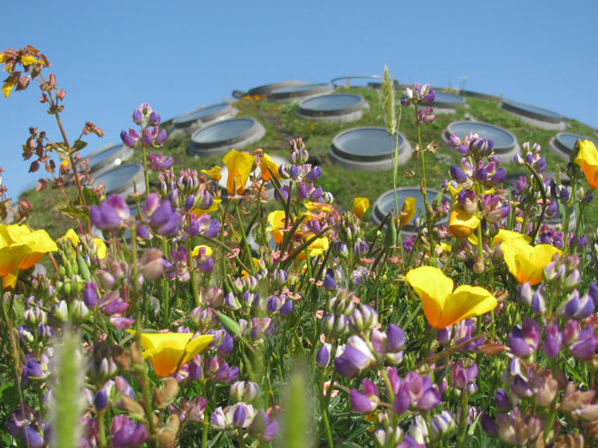 Springtime on the roof with Eschscholzia californica and Lupinus versicolor in bloom. Photo: Alan Good