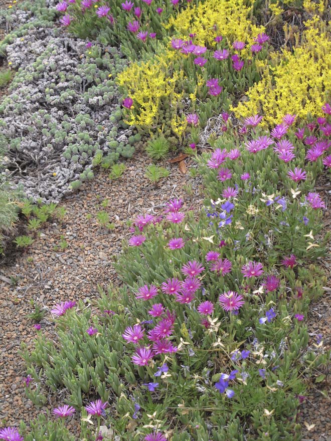 Delosperma cooperi and Sedum lanceolatum on the green roof at Denver Botanic Garden. Photo: Lisa Lee Benjamin