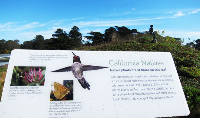 Educational signs inform visitors about habitat provided by the Academy roof. Photo: Kay Cheng, SF Planning Department