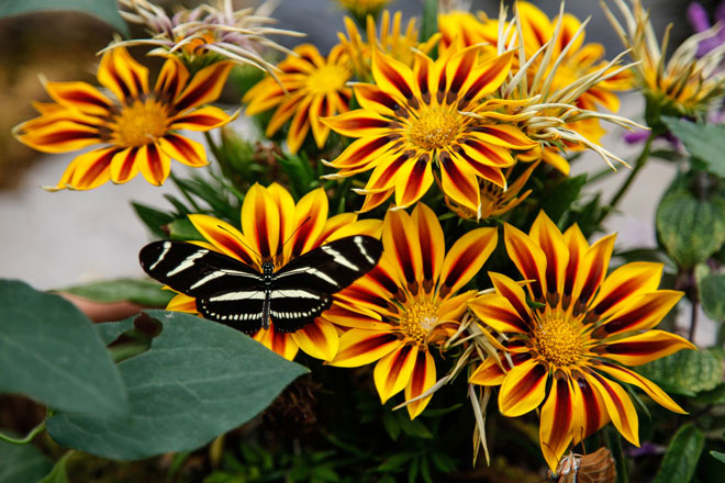 Butterflies & Blooms Photo: Stephanie Versin