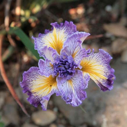 ‘Curlique’: ruffly, wide purple and white petals with a yellow signal and streak. Photo: Ken Walker