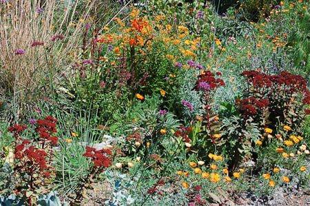 September in the chaparral garden. Photo: courtesy of Northwest Garden Nursery