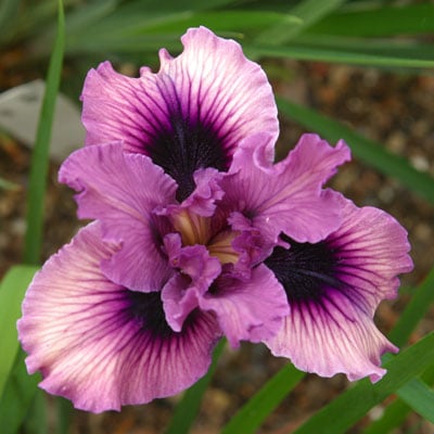 ‘Distant Nebula’: lavender with dark purple signal and veins. Photo: Ken Walker