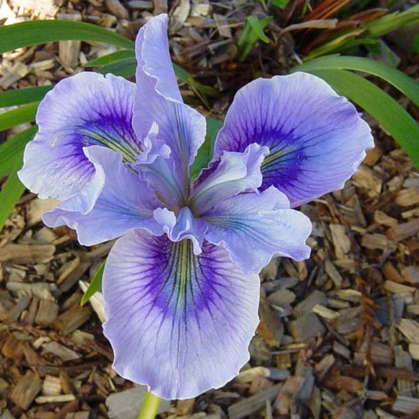 ‘Mendocino Blue’: blue flowers with slightly darker wisteria-blue falls, darker blue halo and veining, and turquoise mid-rib wash; signals are lighter hyacinth- blue with darker veining. Photo: Jay & Terry Hudson