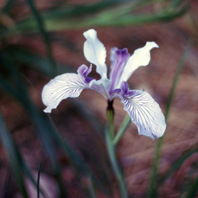 ‘Valley Banner’: white with dense purple veins on falls, white standards, and purple style arms. Photo: Richard C. Richards