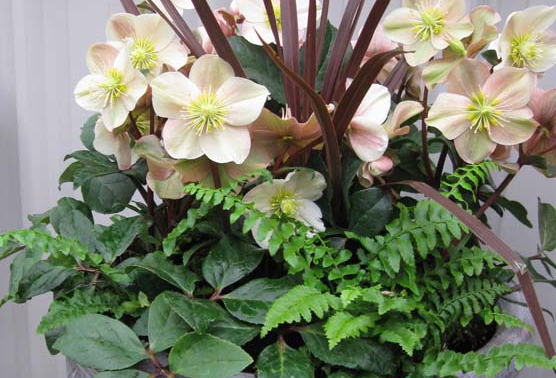 Helleborus ×ballardiae ‘HGC Cinnamon Snow’ is another early bloomer with creamy flowers beginning in December and continuing through February. Blossoms age to a dusky rose and hold well on the plant for months of continued interest. Photo: courtesy of Skagit Gardens.
