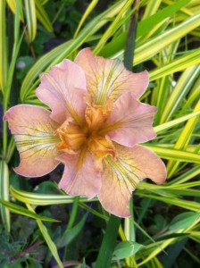 An unknown, pass-along PC iris in the editor's Seattle garden. Photo: Lorene Edwards Forkner