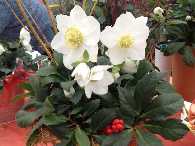 Helleborus niger ‘HGC Jacob’. Photo: courtesy of Skagit Gardens
