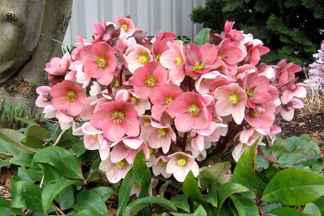 Helleborus ×ballardiae ‘HGC Pink Frost’ has burgundy and white buds that open to soft pink blossoms offering a spectrum of color from mid January through March. Photo: courtesy of Skagit Gardens