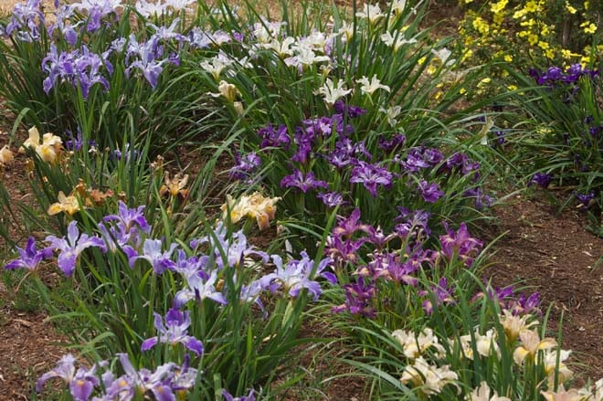 A rainbow of blossoming Pacific Coast iris in spring. Photo: courtesy of Wild Ginger Farm