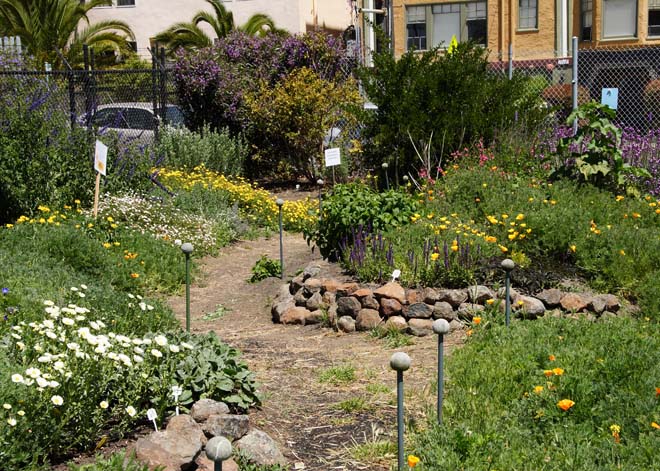 A section of the UCB Bee Evaluation Garden planted with nonnative plants. Photo: courtesy of UCB Urban Bee Lab