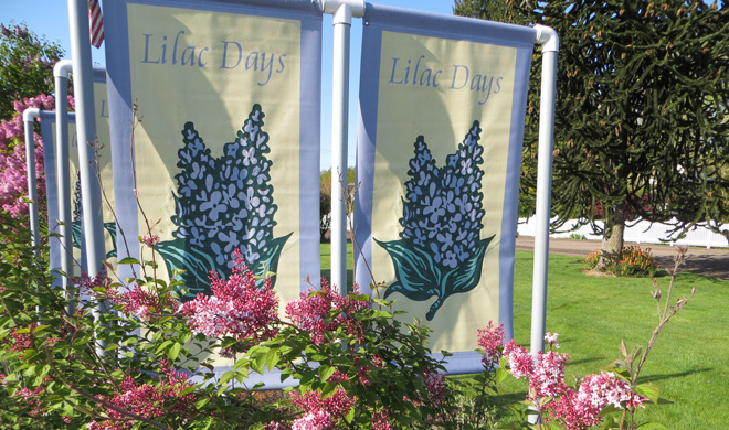 Lilac Days at the Hulda Klager Lilac Gardens. Photo: Forrest Campbell