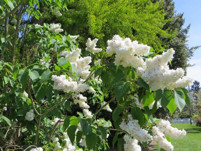 The snow white blossoms of Syringa vulgaris ‘Madame Lemoine’. Photo: Forrest Campbell