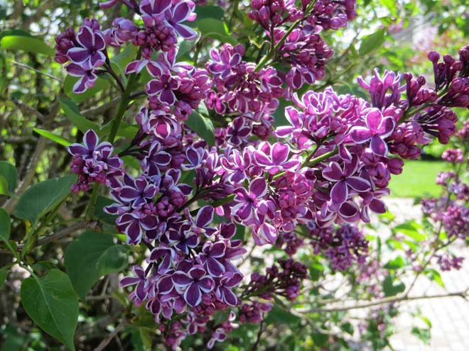 The uniquely bicolored and showy lilac ‘Sensation’. Photo: Forrest Campbell