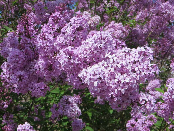 Syringa xchinensis ‘Lilac Sunday’. Photo: Forrest Campbell 