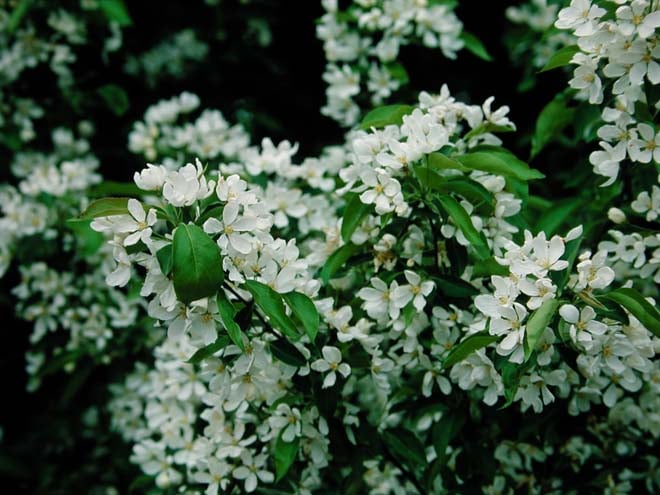 Malus 'Sugar Tyme' is smothered with pink buds that open to fragrant white flowers in spring. Photo: Great Plant Picks