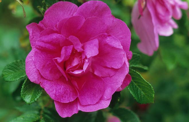 Rosa 'Hansa' Photo: Richie Steffen, Great Plant Picks