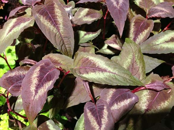 Knotweed Persicaria microcephala 'Red Dragon' was forced brilliantly for the show, keeping both its color and variegation—well done!