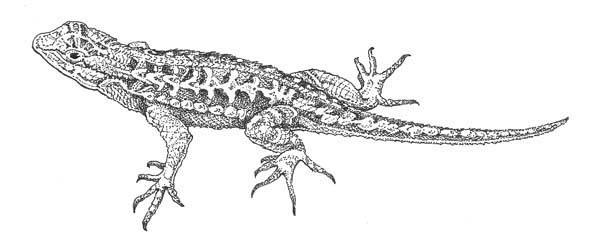 Western fence lizard (Sceloporus occidentalis)