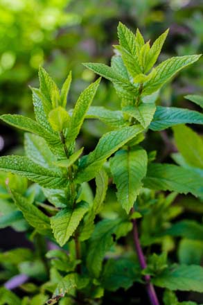 Mint (Mentha ×piperita)