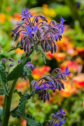 Borage (Borago officinalis) Photo: Jennifer Lee Segale