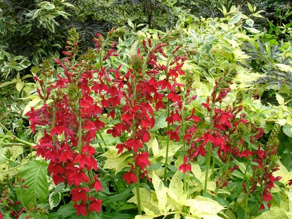 Lobelia speciosa ‘Compliment Deep Red’, with Cornus sericea ‘Silver and Gold’ and Phytolacca americana ‘Silberstein’. Photo: Daniel Mount