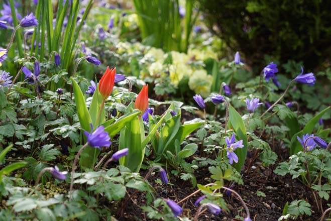 Tulipa praestans‘Fusilier’ with Anemone blanda.  Photo: Daniel Mount