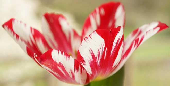 I grew Tulipa ‘Silver Standard’, an heirloom from 1760, in a pot on my kitchen window sill.  Photo: Daniel Mount