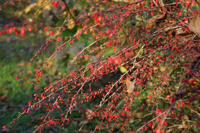 Berberis thunbergii f. atropurpurea ‘Rose Glow’ lights up a hedgerow at our farm. Photo: Daniel Mount