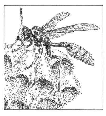 Western paper wasp (Mischocyttarus flavitarsis) Illustration: Craig Latker