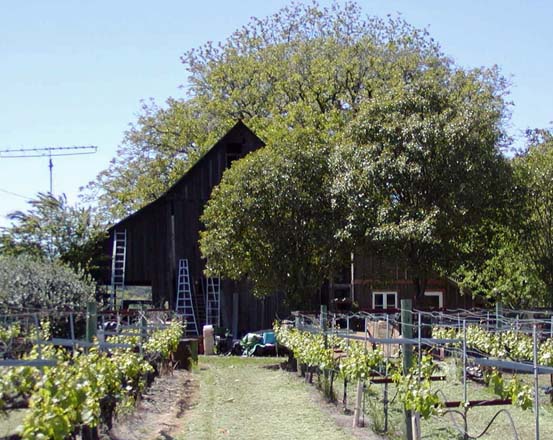 The original 1910 barn framed by grapevines.   Photo: Michael Tolmasoff 