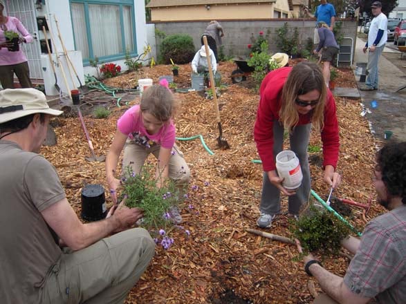 At an OFG workday at a garden in Ventura a father and daughter work as a team to plant Verbena lilacina ‘De La Mina’, while nearby a woman applies fungal spores to Ceanothus hearstiorum to jump-start growth of healthy soil microorganisms. Garden design
by Pamela Berstler, Managing Member, G3/The Green Gardens Group.
Photo: Paul Herzog, Surfrider Foundation OFG program coordinator