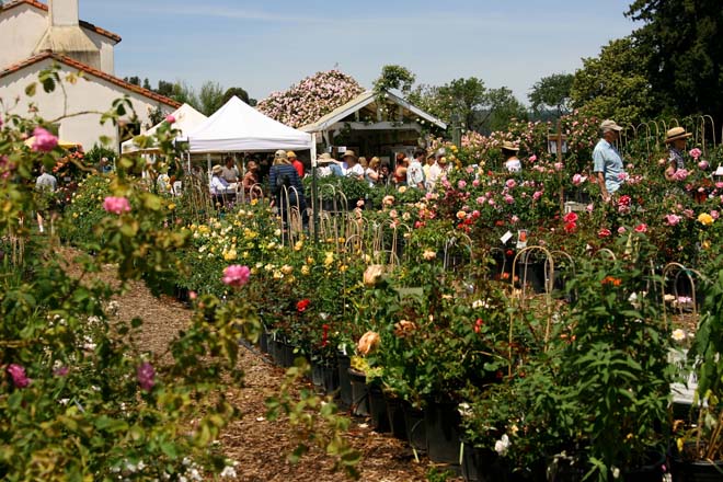 Russian River Rose Company nursery bustles with activity on a busy Mother’s Day.  Photo: Mikala Kennan