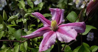 Clematis-bloom-feature