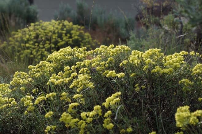 Eriogonum heracleoides Photo: Daniel Mount