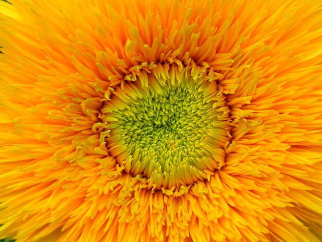'Teddy Bear' sunflower in the author's garden. Photo: Daniel Mount